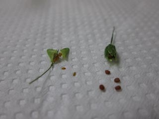 嵐の前にと思って：